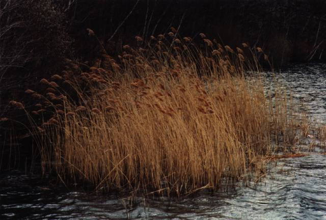 marshgrass